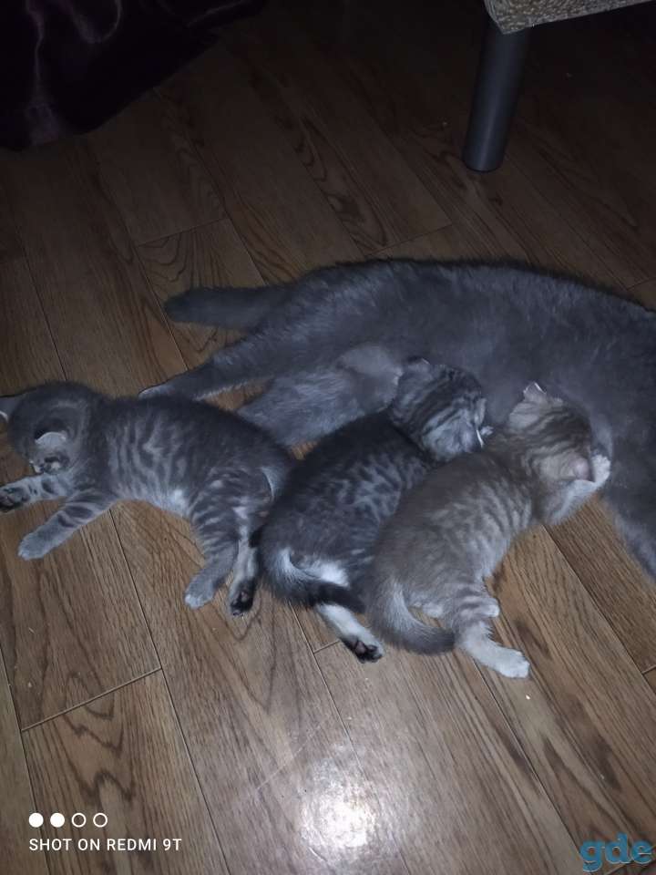 Шотландские котята, фотография 11