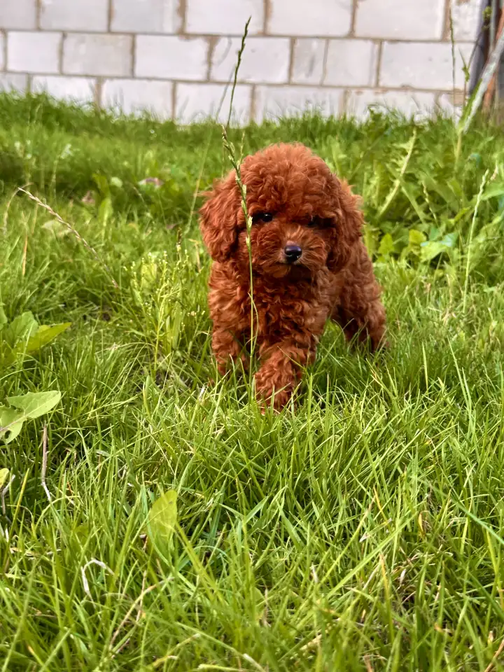 Девочкатой пуделя, фотография 1