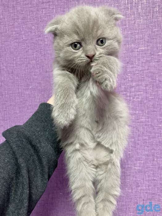 Продаются котята британской породы, фотография 2