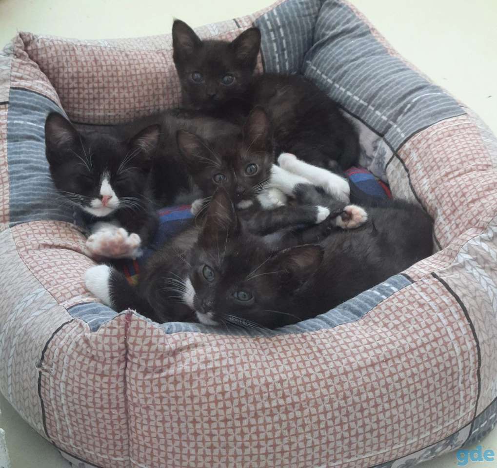 Котята в дар, фотография 1