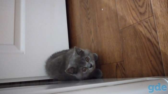 Котята, фотография 2