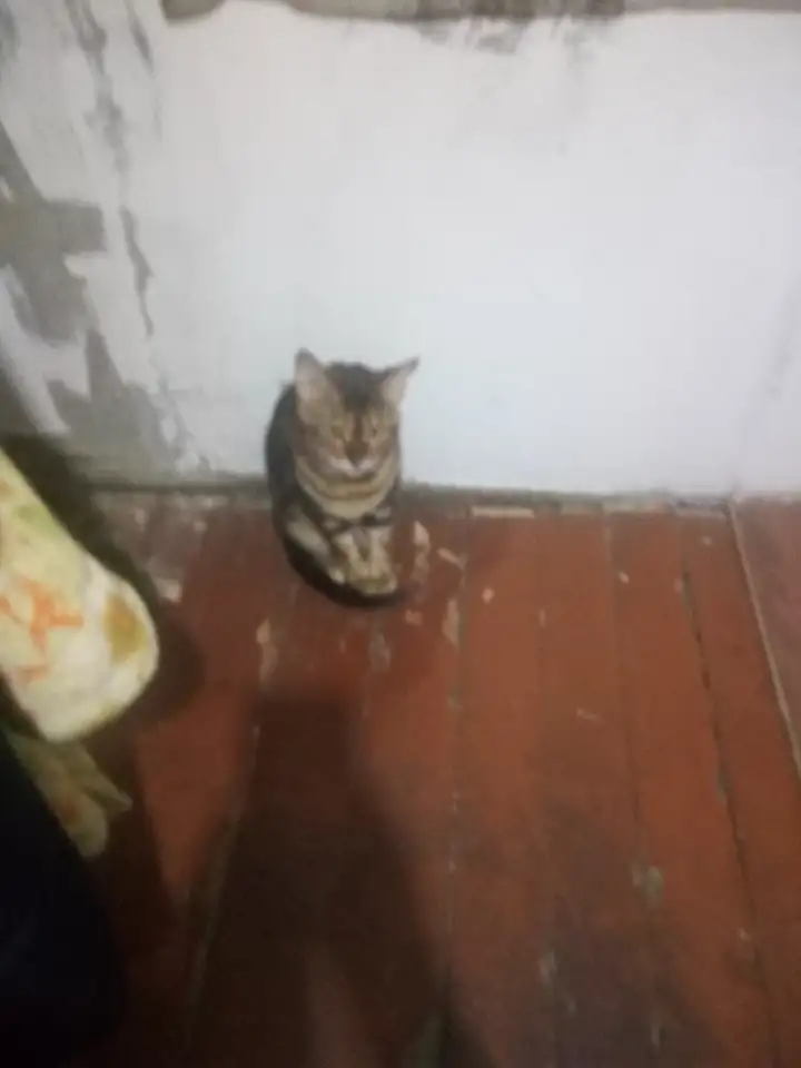 Бенгальская кошка, фотография 1