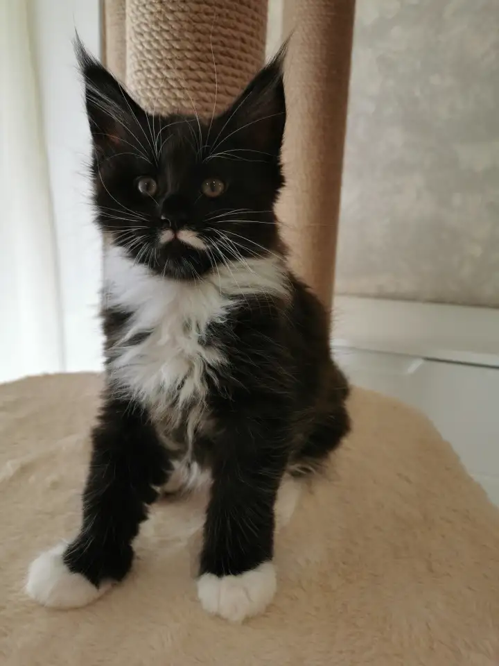 Котятa Мейн Куны из серцифицированного питомника, фотография 1