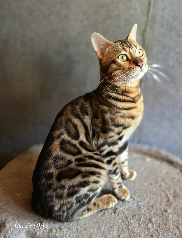 Вязка бенгальских кошек, фотография 3