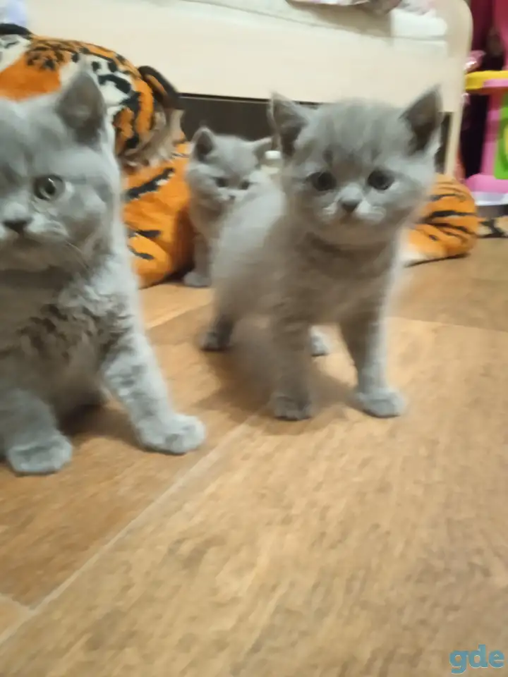 Британские котята, фотография 1