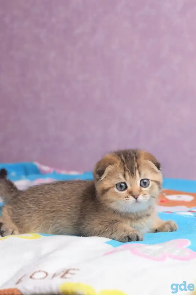 Котята шотландские ЗОЛОТАЯ ШИНШИЛЛА, фотография 5