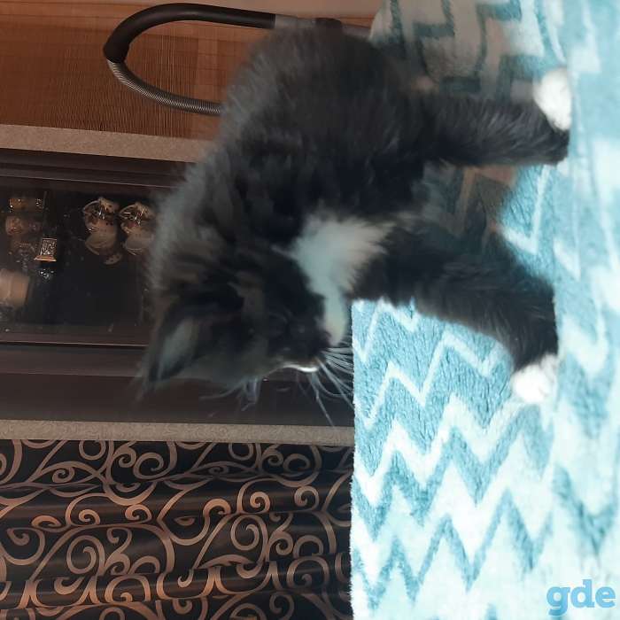 Котята породы мейн-кун, фотография 2