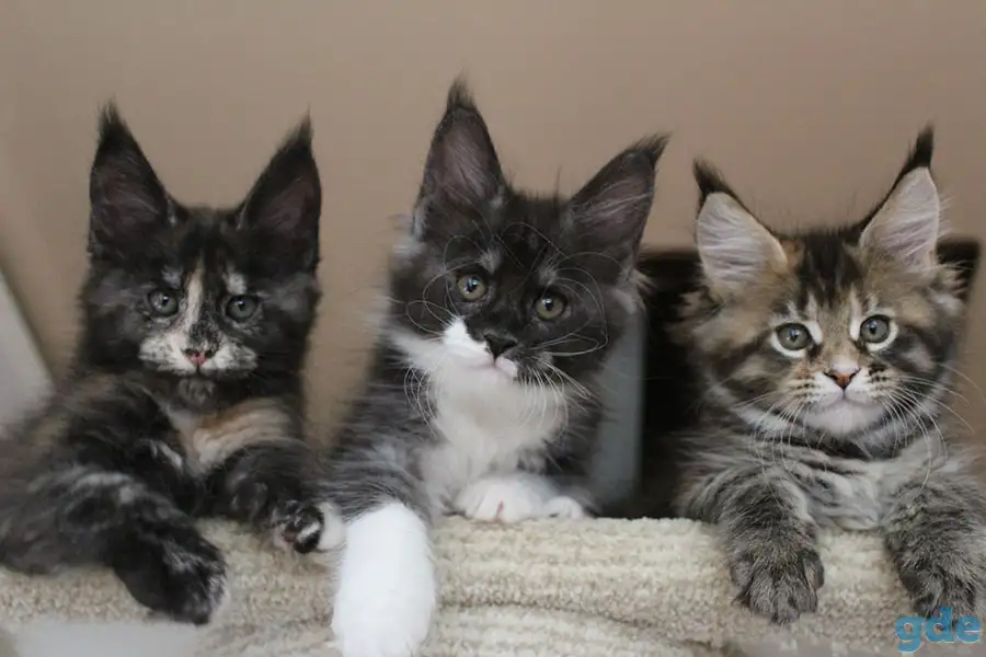 Мейн кун котята!, фотография 1