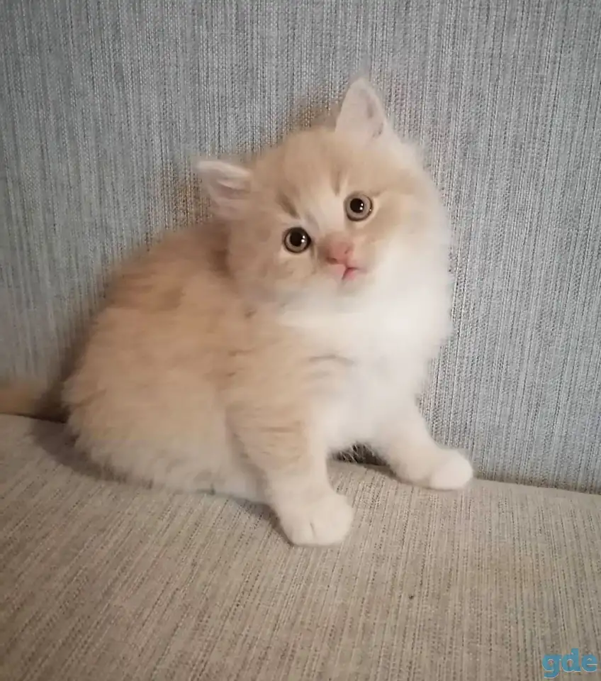 Котенок британский длинношерстный., фотография 1