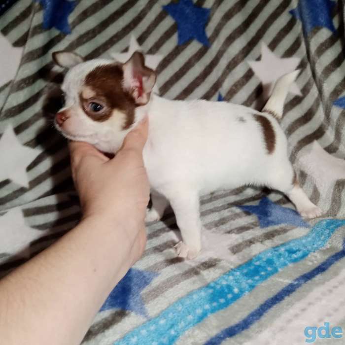 Щенки чихуаху, фотография 3