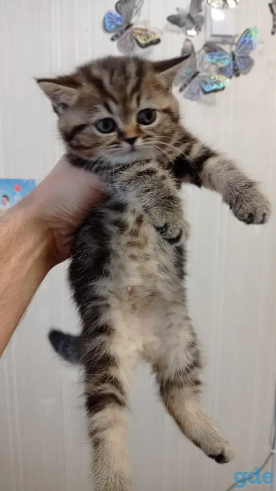 Котята британцы, фотография 2