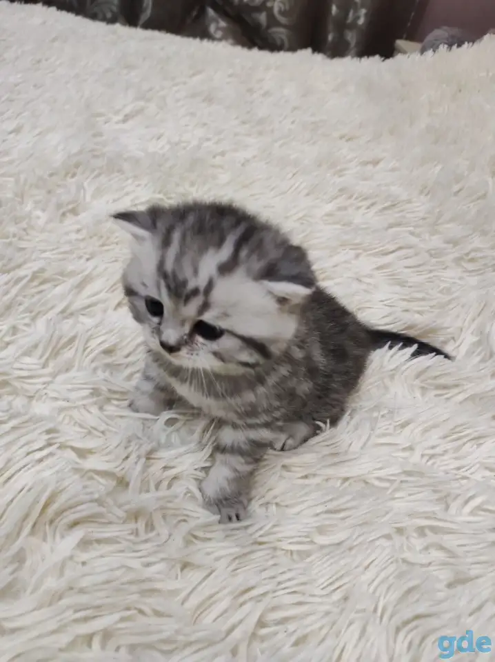 Шотландские плюшевые котята, фотография 3
