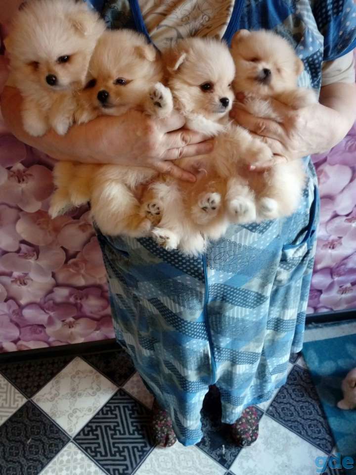 Померанского шпица  Щенки, фотография 2
