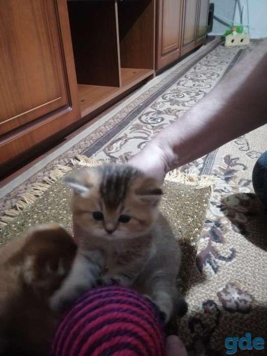 Продам котят. Шотландская шиншилла., фотография 2