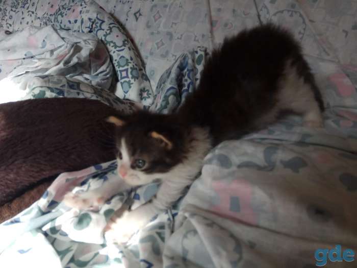 Котенок в дар, фотография 1