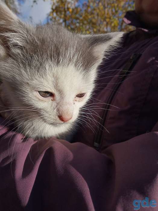 Отдадим даром котят, фотография 3
