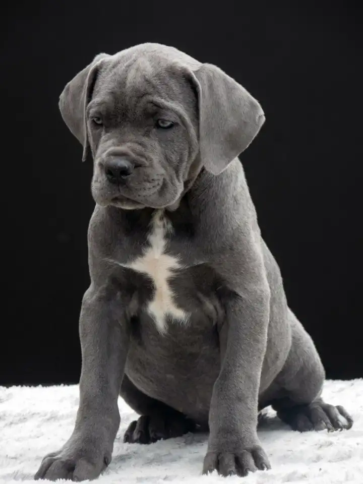 Щенки Кане Корсо, фотография 2