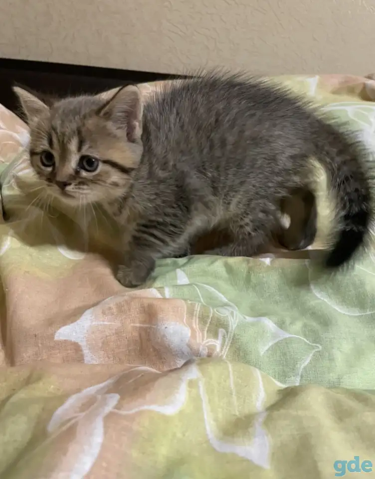 Шотландские котята, фотография 4