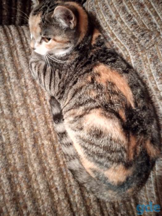 Котята в добрые руки, фотография 9