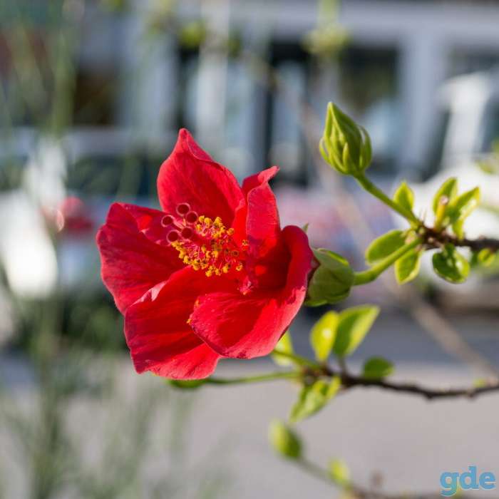Беззеркальный фотоаппарат Samsung NX1100, фотография 10