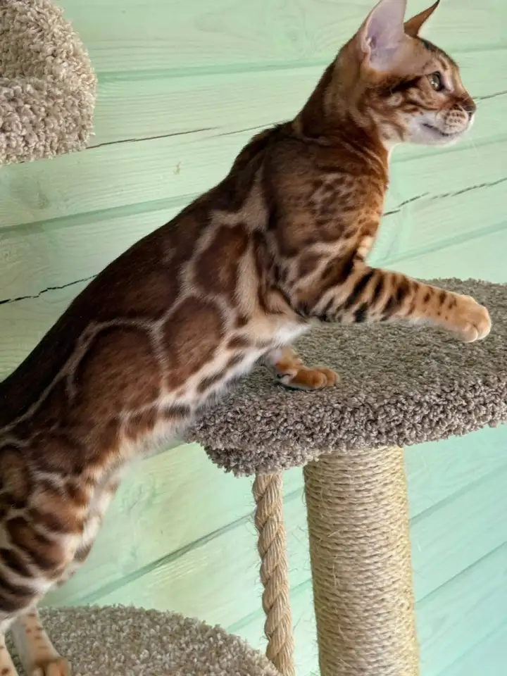 Рыжий, яркий бенгальский котёнок мальчик, фотография 4