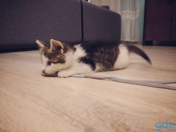 Котенок даром, фотография 5
