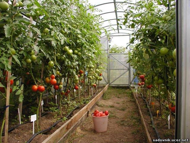 Теплица оцинкованная 10x3x2 Каркас + Поликарбонат+Парник, фотография 4