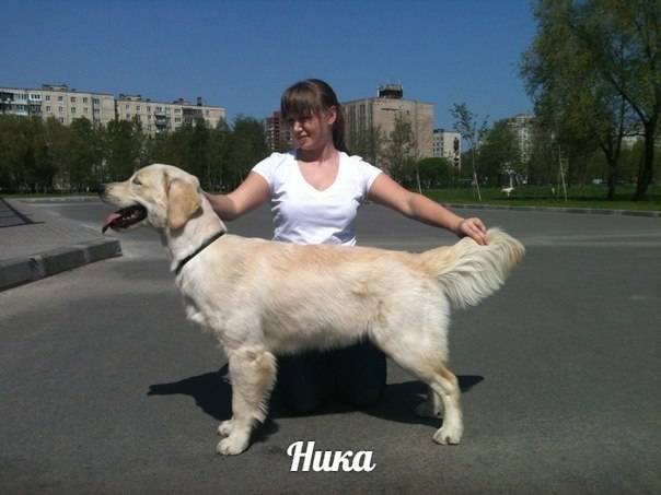 ВЫСОКОПОРОДНЫЕ ЩЕНКИ ЗОЛОТИСТОГО (ГОЛДЕН) РЕТРИВЕРА, фотография 6