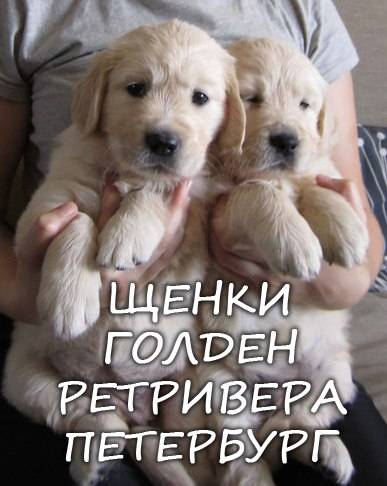 ВЫСОКОПОРОДНЫЕ ЩЕНКИ ЗОЛОТИСТОГО (ГОЛДЕН) РЕТРИВЕРА, фотография 8