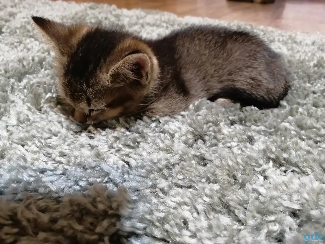 Продаются, фотография 5