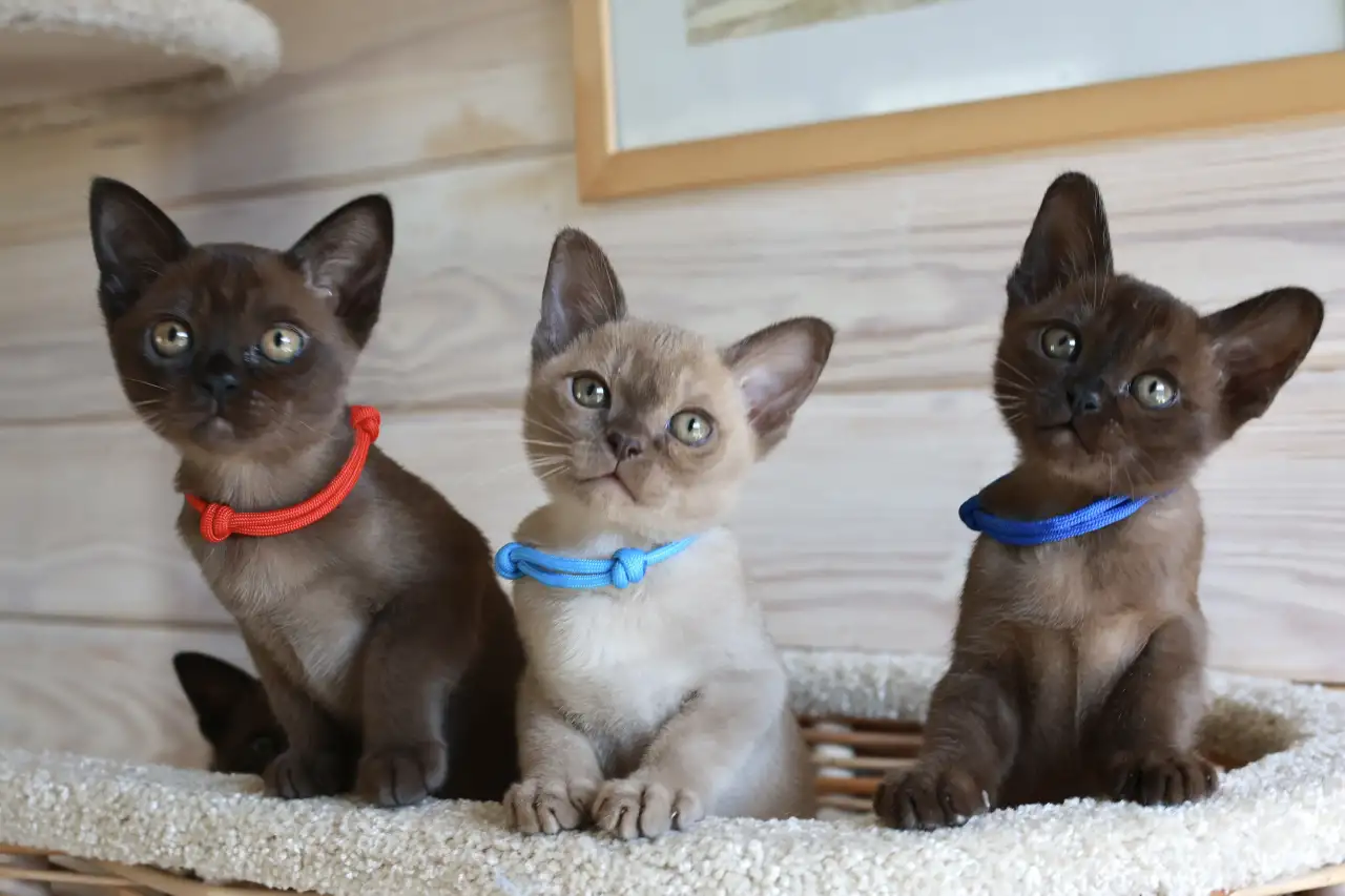 Котята Европейской бурмы, фотография 1