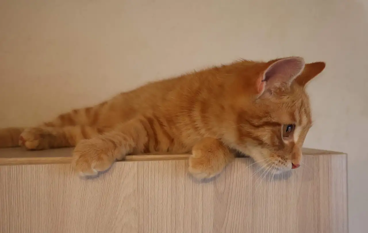 Домашний котенок 4 мес. Любит спать на ручках, добрый, очень нежный, фотография 13