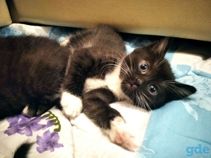 Котята в дар, фотография 7