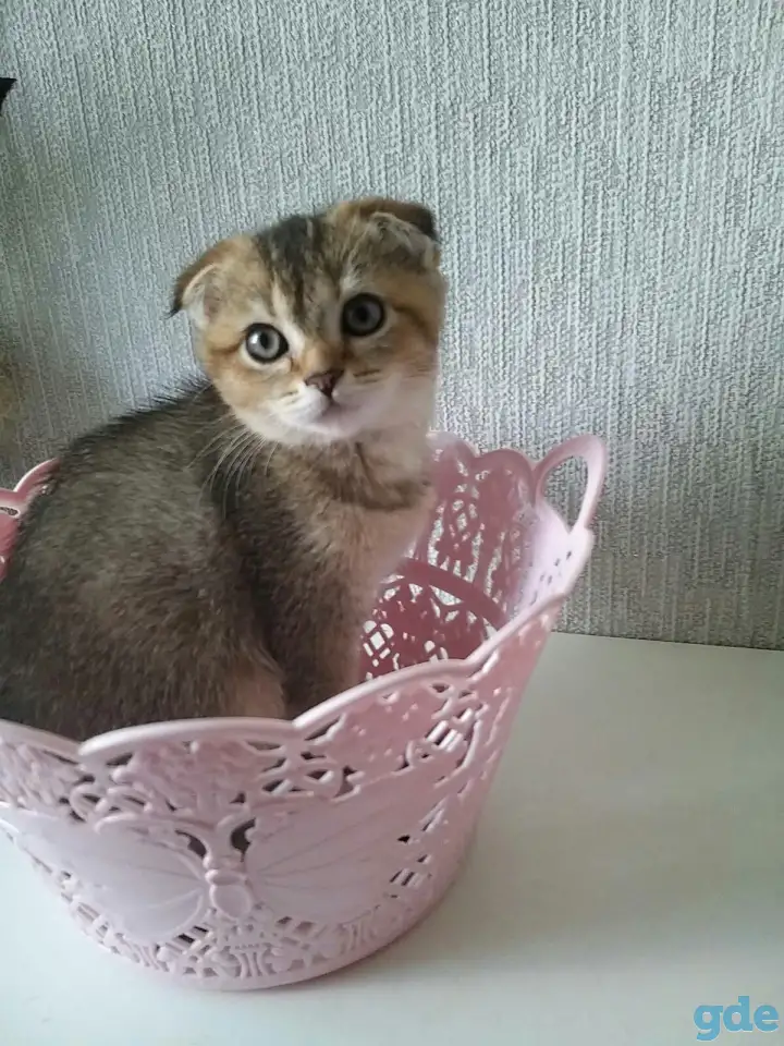 Шотландские вислоухие котята, фотография 1