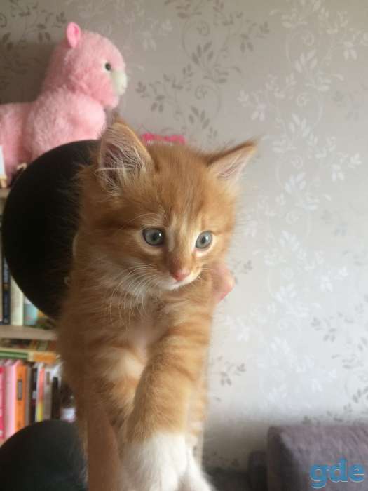 Котята в дар, фотография 6