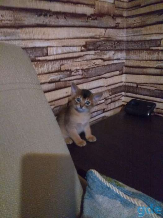 Продаются абиссинские котята, фотография 2