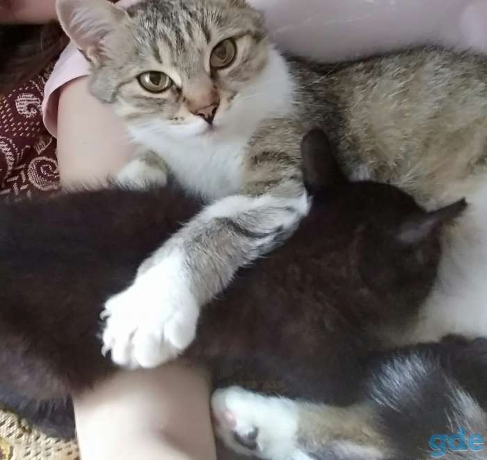 Кошка в хорошие руки, фотография 2
