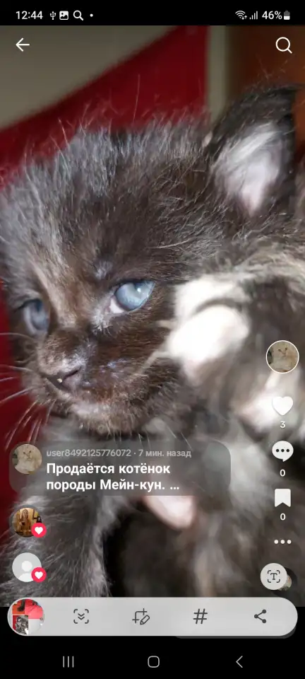 Мейн-кун, фотография 1
