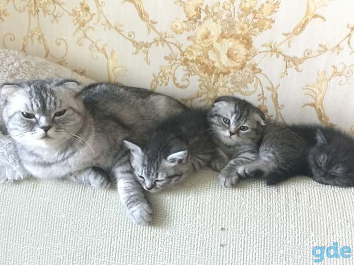 Шотландские котята, фотография 5