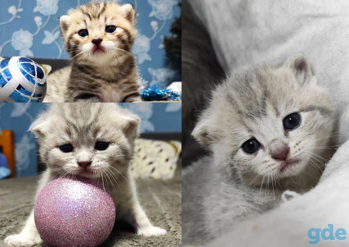 Шотландские котята, фотография 1