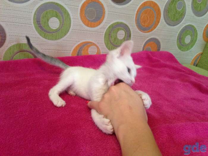 Котёнок ищет дом, фотография 4