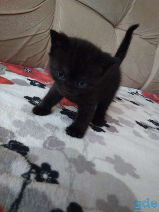 Продам британских котят, фотография 5