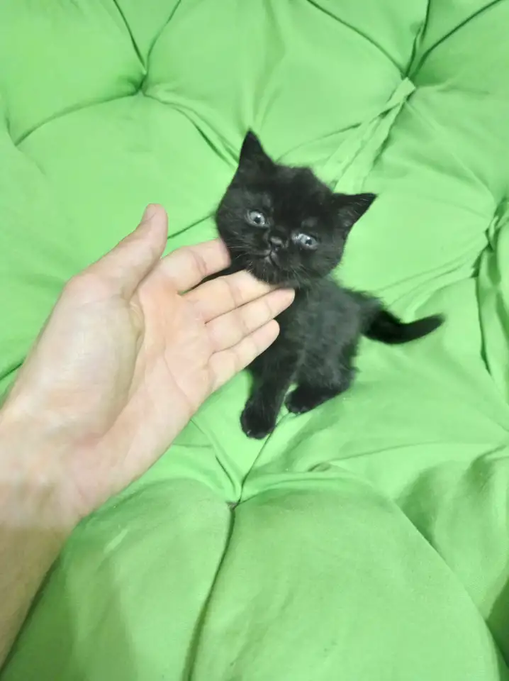 Котята британцы, фотография 6
