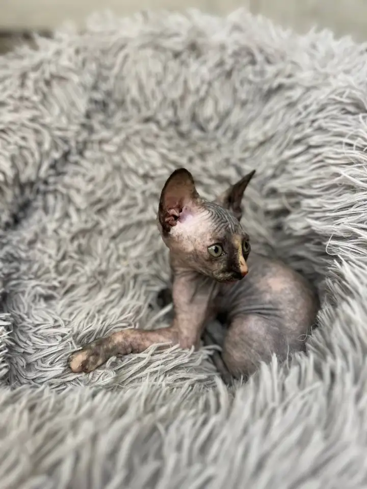 Котята канадского сфинкса, фотография 8