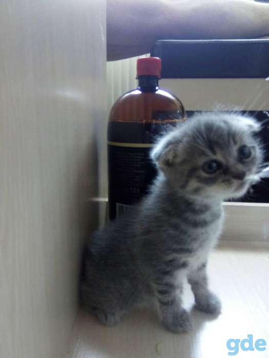 Продам замечательных котят, фотография 2