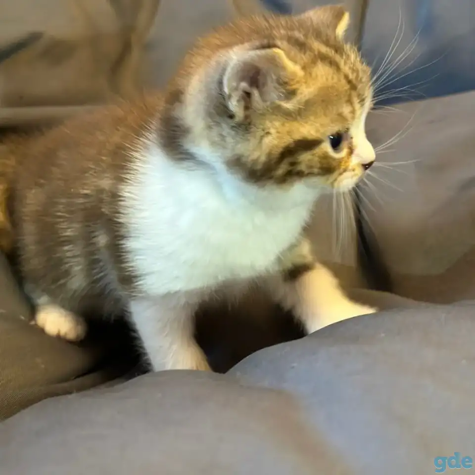 Продажа шотландских котят, фотография 7