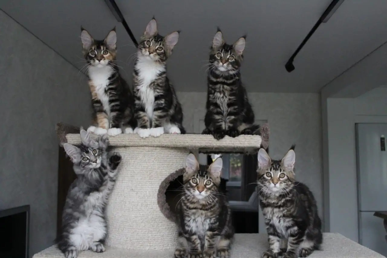 Котята мейн кун!, фотография 6