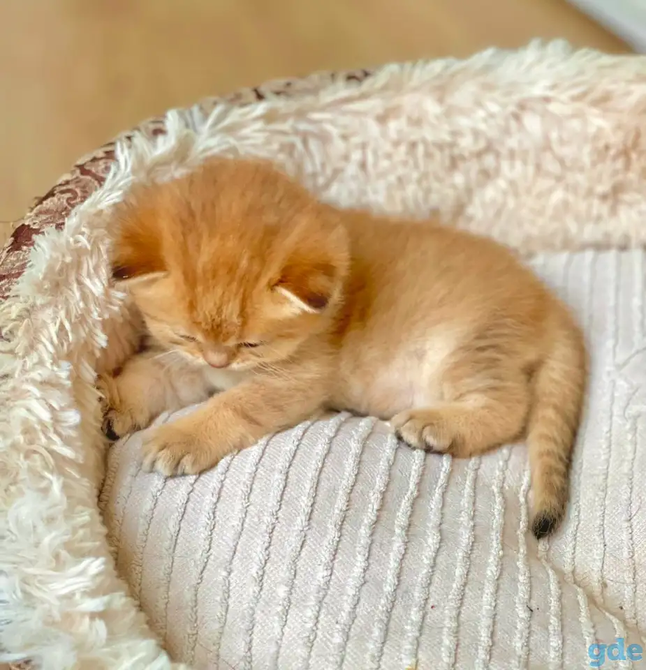 ЗОЛОТАЯ ШИНШИЛЛА шотландские котята, фотография 2