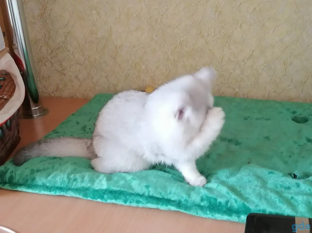 Британские котята, фотография 2