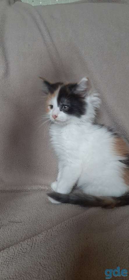 Котята мейн кун, фотография 3
